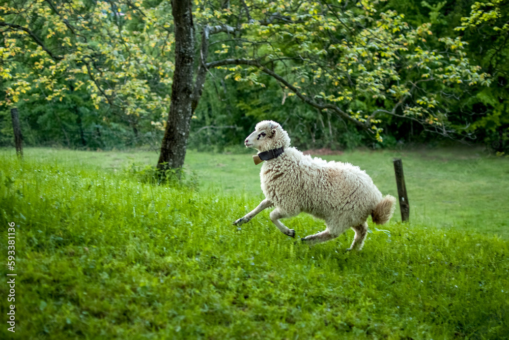 lamb sheep graze on spring green meadow lamb sheep graze on spring green meadow