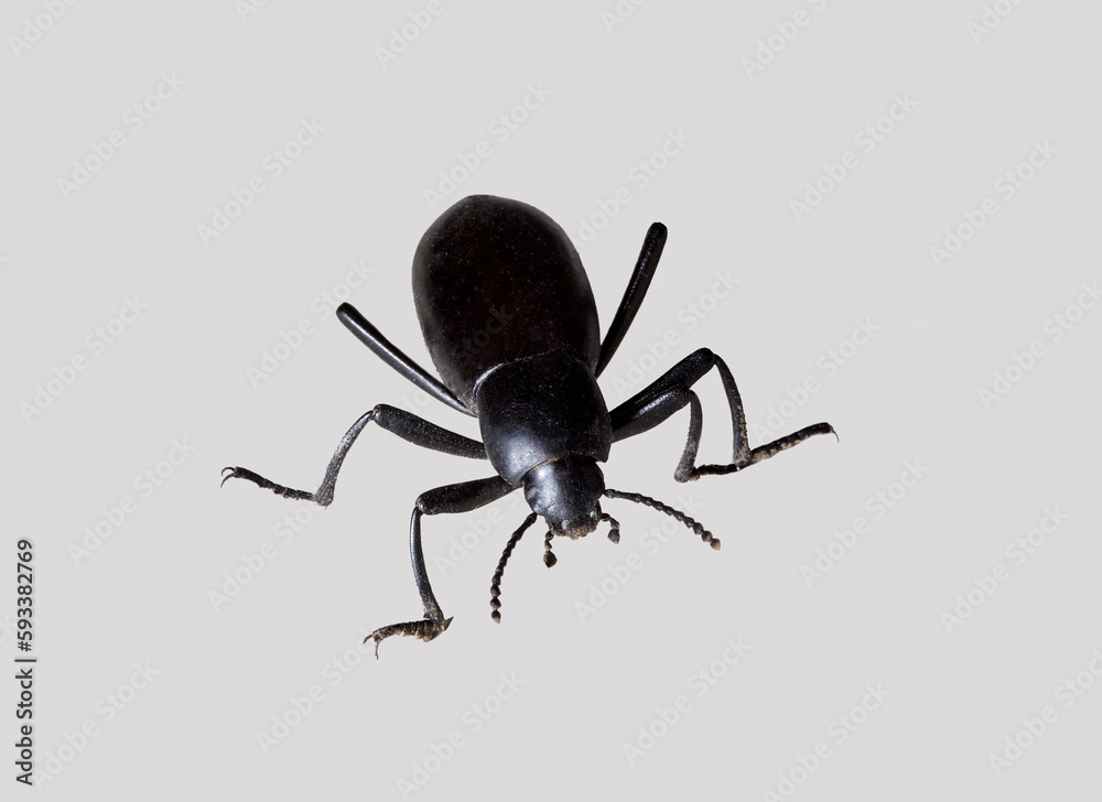 A Close up of a Black Beetle also called Pinacate Beetle or Stink Bug A Close up of a Black Beetle also called Pinacate Beetle or Stink Bug