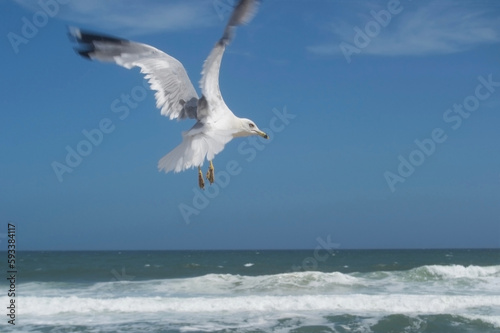 seagull flying above breaking waves in a blue sky horizon at a summer beach 