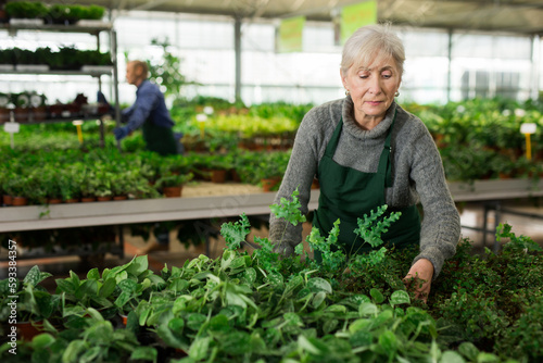 Experienced focused aged saleswoman working in garden shop, examining and preparing potted ornamental plants for sale.. © JackF
