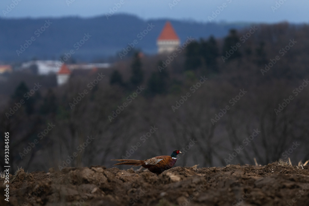 Common pheasant during cold morning. Phasianus colchicus are fighting during mating time. Pheasant with blue head and brown body. Common pheasant next to the Konopiště castle. European nature. Common pheasant during cold morning. Phasianus colchicus are fighting during mating time. Pheasant with blue head and brown body. Common pheasant next to the Konopiště castle. European nature.
