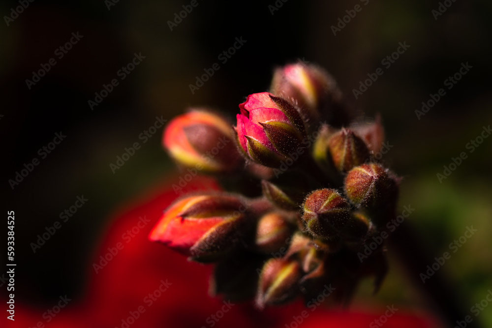Fototapeta premium The Exquisite, stunning, vibrant, delicate, alluring Flowers.