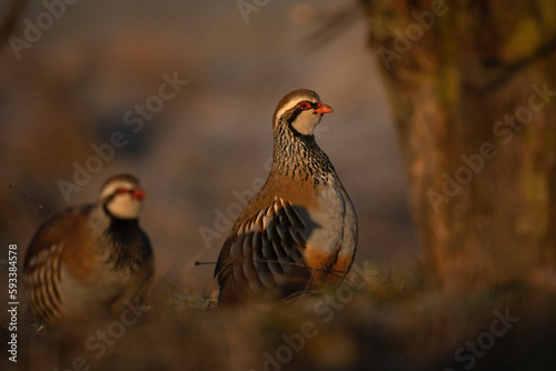 Red legged partridge during cold morning. Curious alectoris rufa on the ground. Small brown partridge with red beak and white head. European nature. 