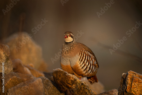 Fotografie Red legged partridge during cold morning