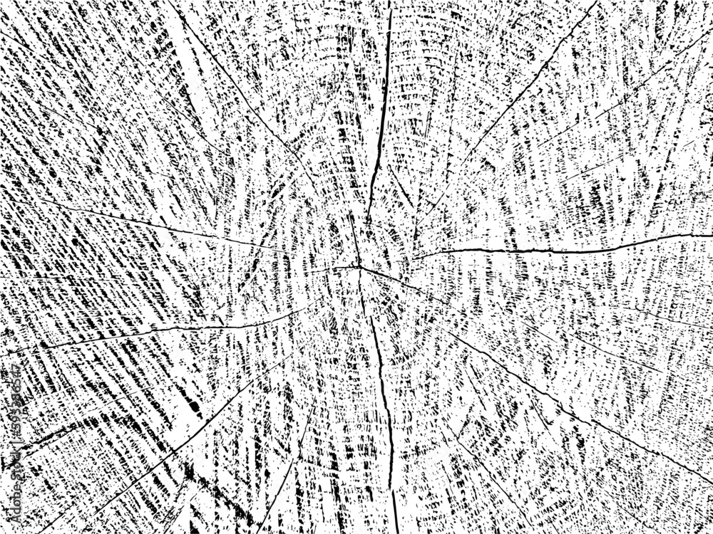 Authentic vector grunge texture of a tree cross-section with cracks and concentric circles. Use for vintage, rustic, or abstract designs