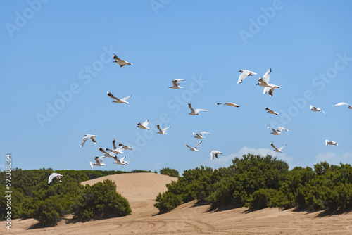 Flock of white seagulls in flight with a sand dune on the beach in the background.