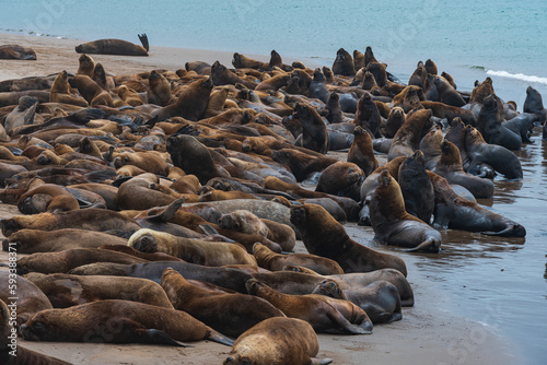 Pack of sea lions lying on the sand on the shore.