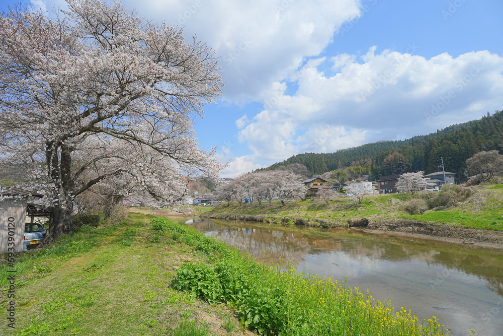 北須川・今出川の桜並木 北須川・今出川の桜並木