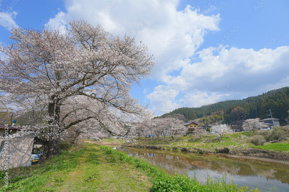 北須川・今出川の桜並木