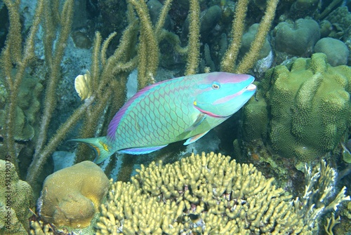 Stoplight Parrotfish on the reef