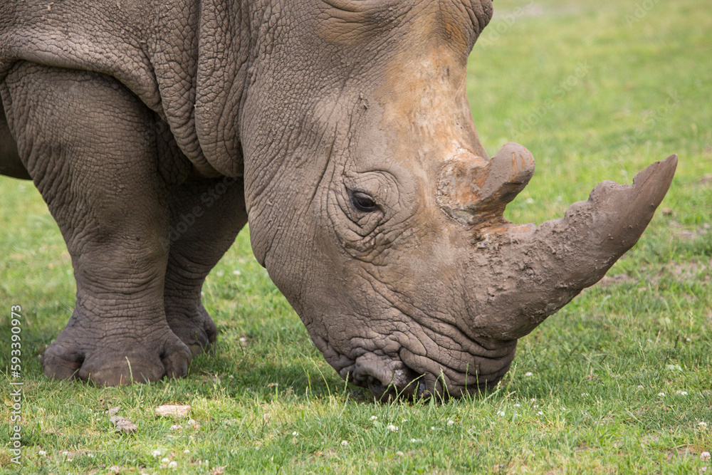 Close up view of a rhino in nature Close up view of a rhino in nature