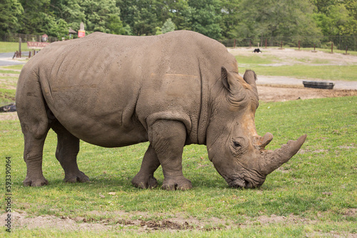 Rhino at grass field in nature