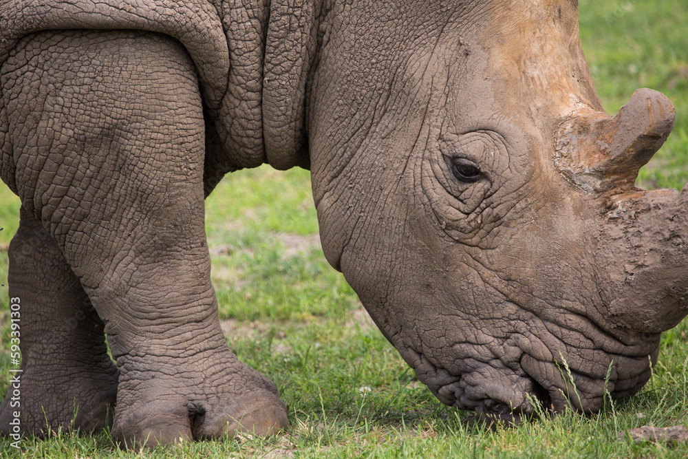 Close up view of a rhino in nature