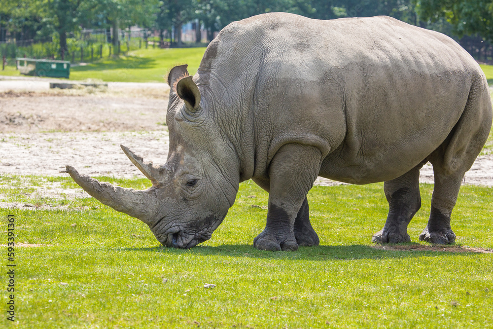 Obraz premium Rhino at grass field in nature