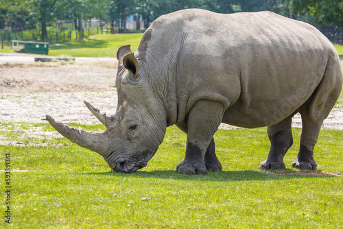 Rhino at grass field in nature