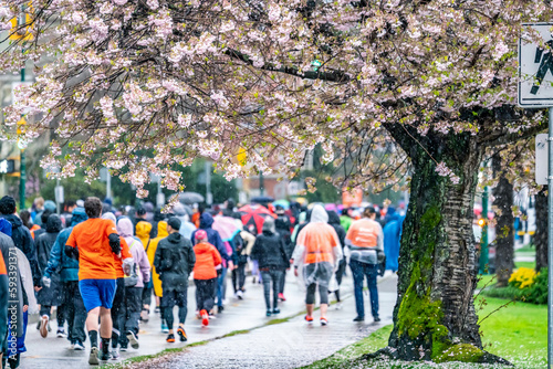 the  cherry blossoming tree with the 2023 the Vancouver Sun Run in the rain background on April 16, 2023. 