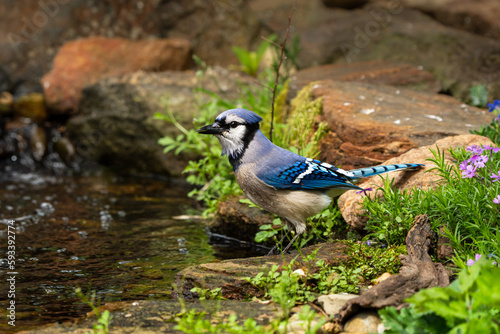 Blue Jay at a stream © Gordon
