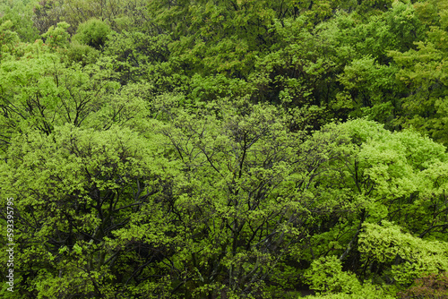 新緑の季節の樹木を撮影した写真