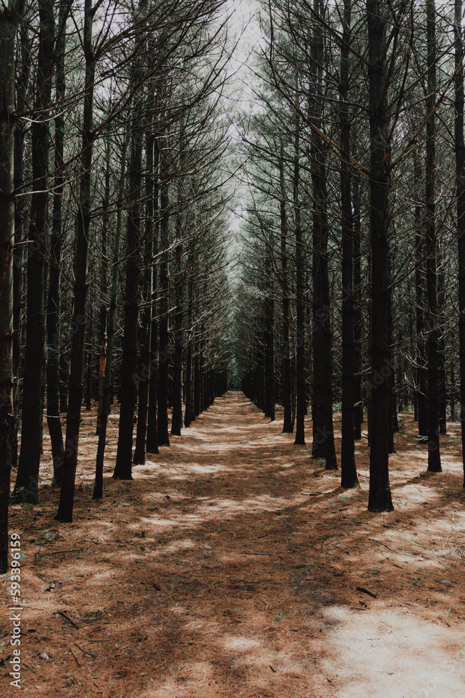 Fototapeta premium Rows of trees in the forest