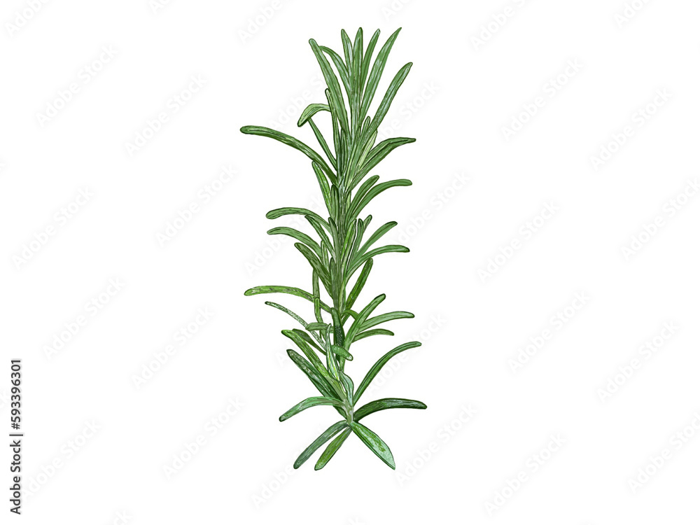 rosemary isolated on white