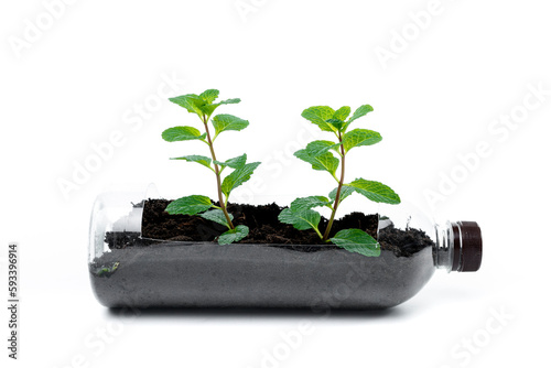 Planting seedlings in plastic bottle isolated on white background. photo