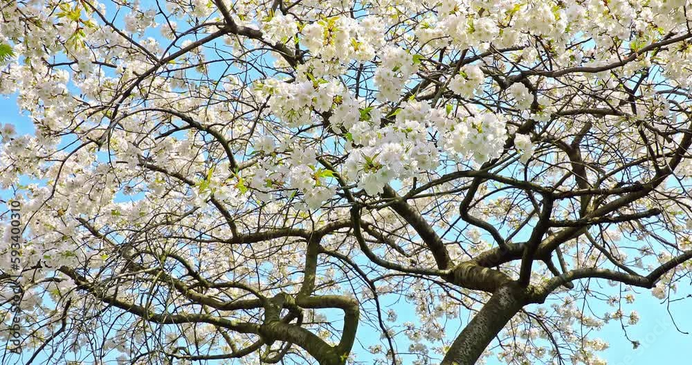 Cherry blossoms bloom in the spring garden Cherry blossoms bloom in the spring garden