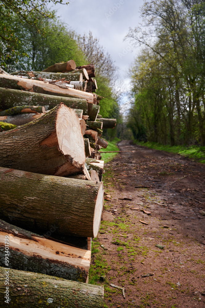 Pile of chopped down logs lying horizontal lengthwise by muddy path Pile of chopped down logs lying horizontal lengthwise by muddy path