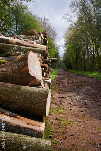 Pile of chopped down logs lying horizontal lengthwise by muddy path