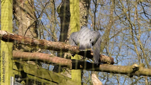 Peregrine Falcon in an open cage in UK photo