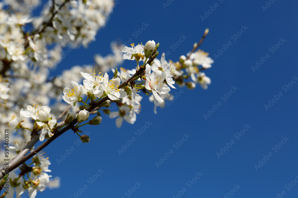 Branch of cherry tree with beautiful white blossoms against blue sky Branch of cherry tree with beautiful white blossoms against blue sky