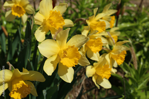 Beautiful yellow daffodils growing outdoors on spring day
