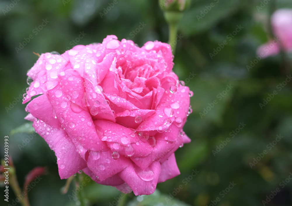 雨の日の水滴のついたバラ 雨の日の水滴のついたバラ