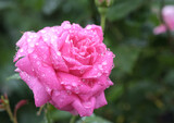 雨の日の水滴のついたバラ
