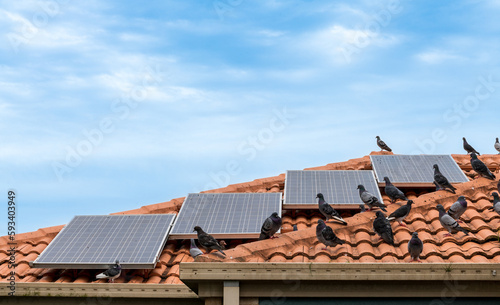 Birds sitting on solar panels on tiled roof of house, solar panels dirty with pigeon droppings.