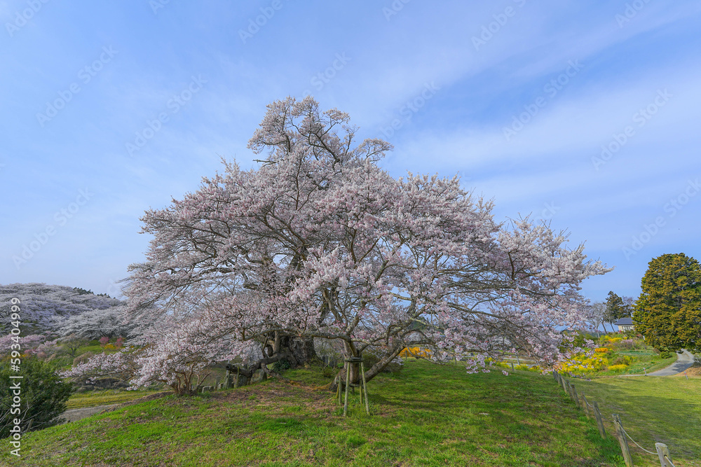 塩ノ崎の大桜 塩ノ崎の大桜