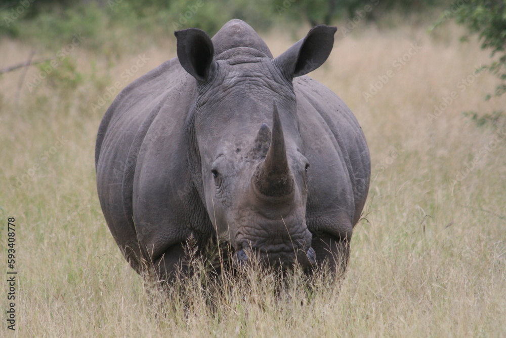 Fototapeta premium rhino in the wild