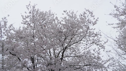 한국 벚꽃