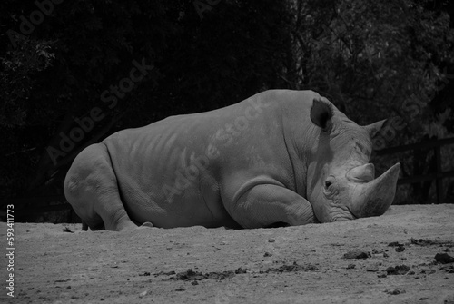 Rinoceronte blanco adulto acostado sobre el suelo árido.  photo