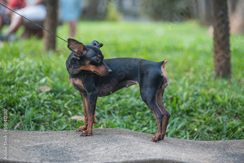 Фотография pincher playing in a downtown square