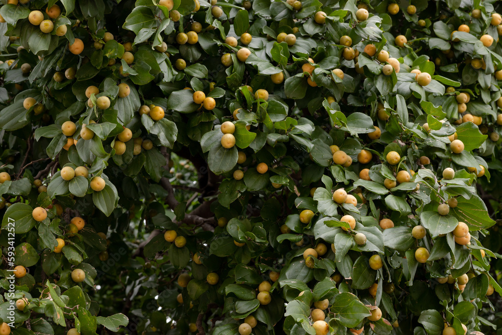 juá - copa do pé de juazeiro carregado de frutos maduros