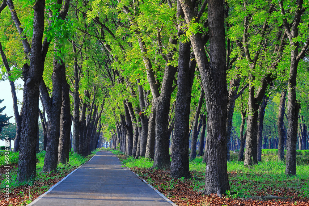 Fototapeta premium Pleasant verdant mahogany walkway,scenic view,green forest,tree,branch,trunk. Chiayi ,Taiwan.for branding,calender,postcard,screensave,wallpaper,poster,banner,cover,website.High quality photography
