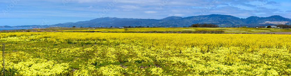 Panoramic view of yellow mustard field in bloom on the Pacific Ocean coastline, with hills on horizon near Half Moon Bay, California