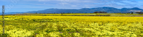 Panoramic view of yellow mustard field in bloom on the Pacific Ocean coastline  with hills on horizon near Half Moon Bay  California