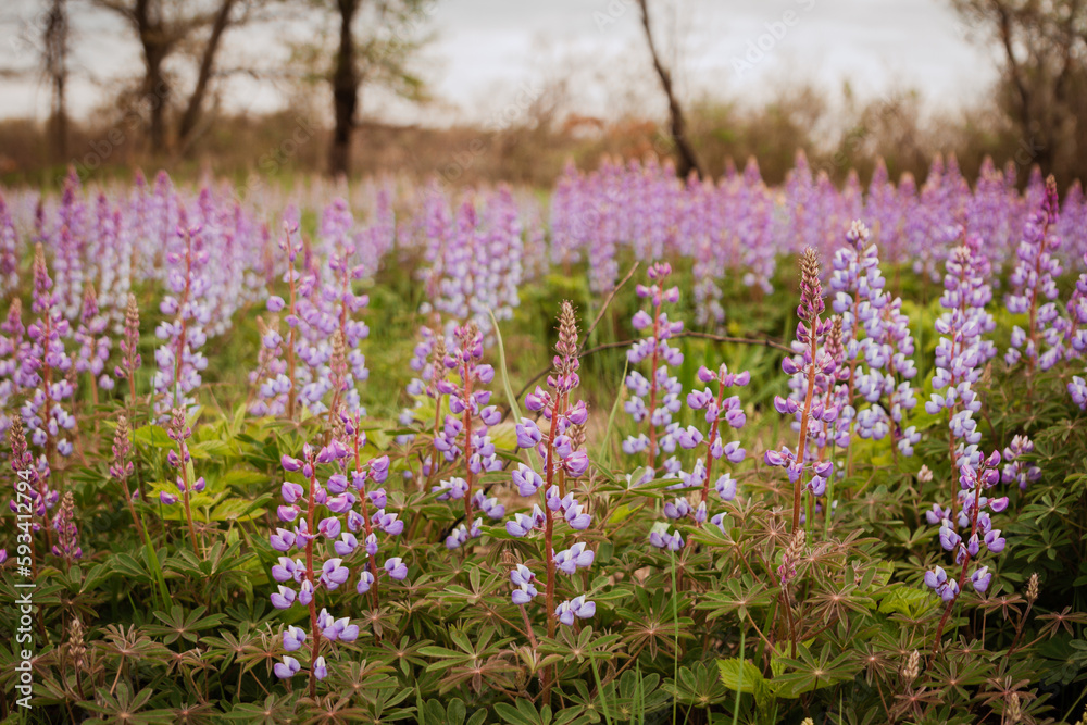 Fototapeta premium Wild Lupine Indiana Dunes