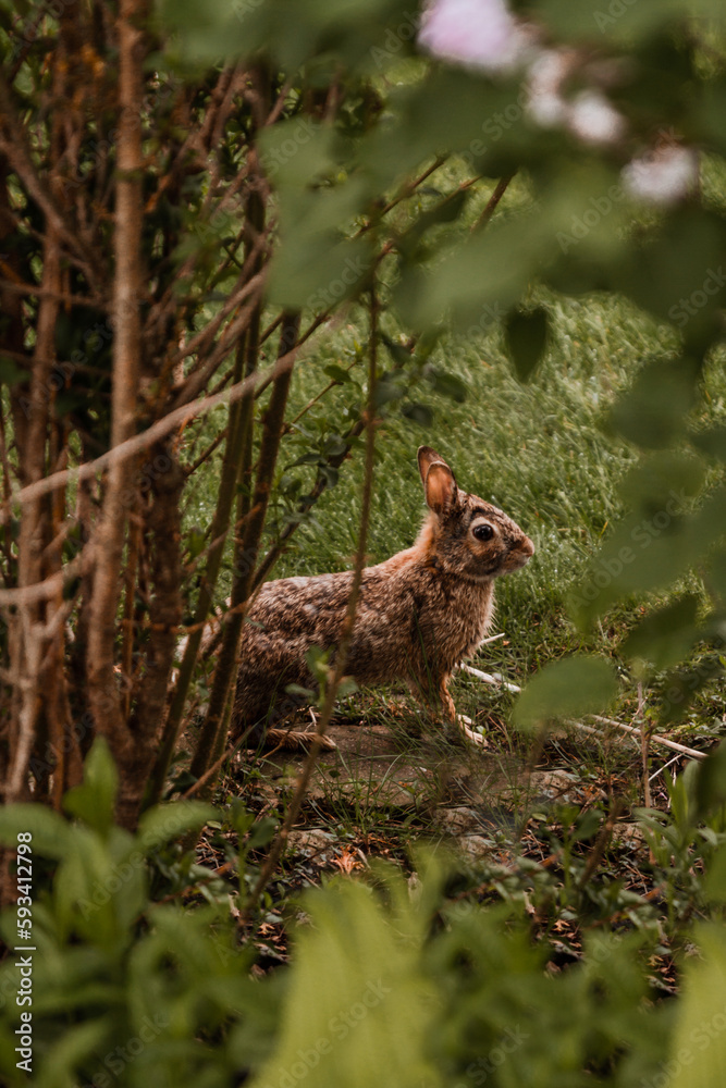 Wild Rabbit