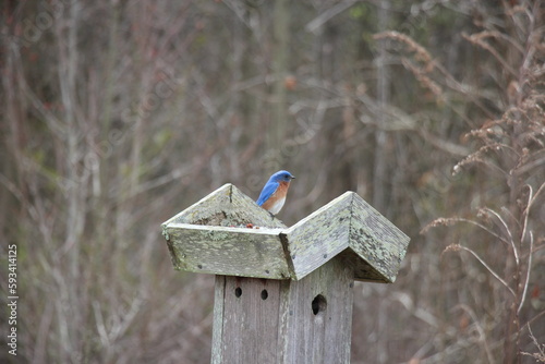 blue bird on top of a bird house in a meadow