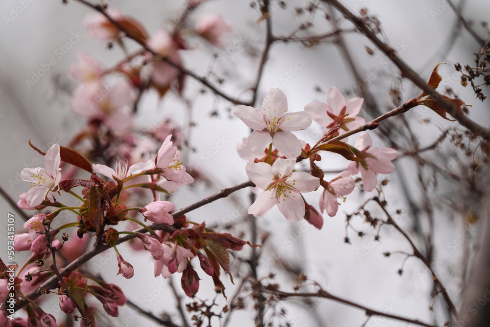 咲き始めた桜