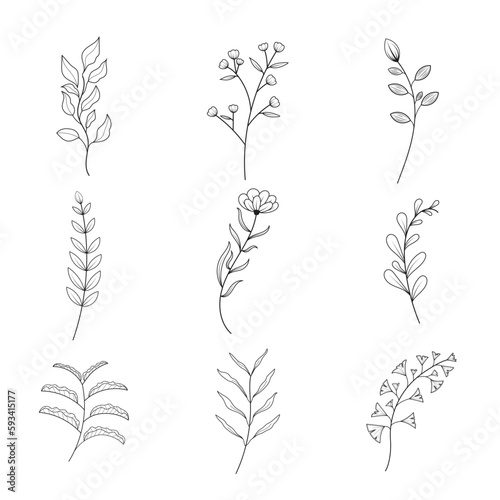 Minimalist flowers and botanic collection. Hand drawn floral branch  leaves herbs and wild plants set in line style. For decoration  wedding and invitation card  design project. illustrator vector