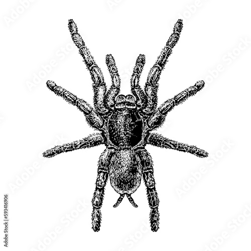 Zebra Tarantula hand drawing vector isolated on background.