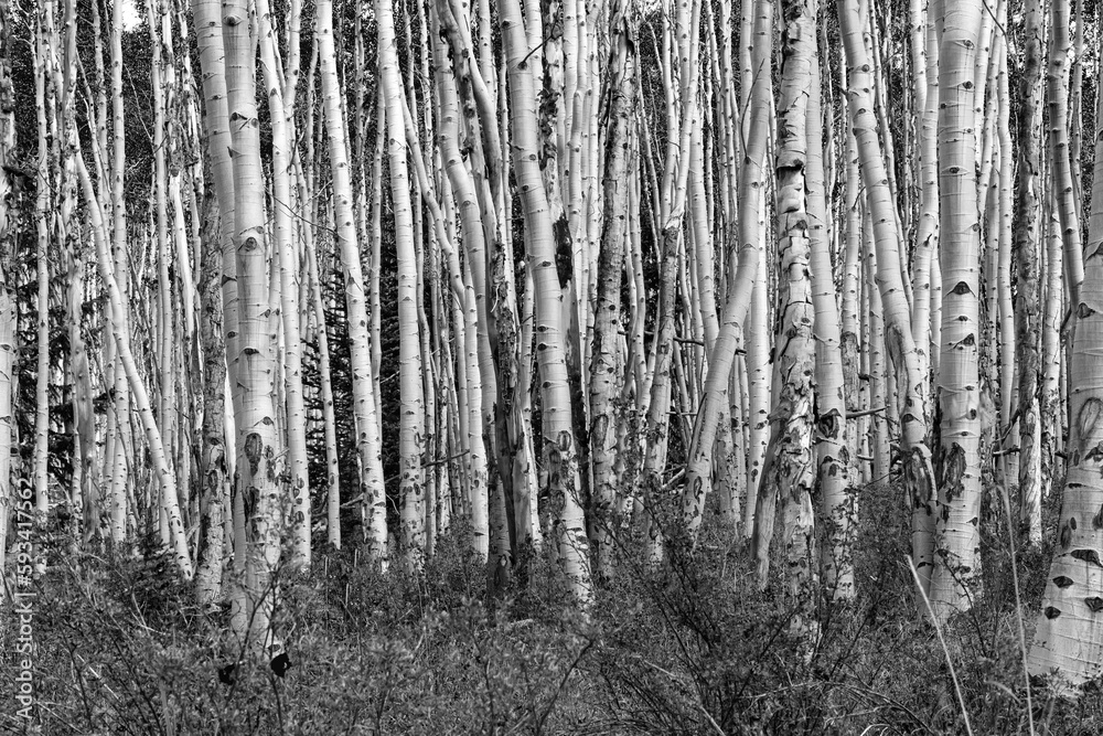 Black and white forest of tall aspen trees trunks in a Colorado landscape scene Black and white forest of tall aspen trees trunks in a Colorado landscape scene